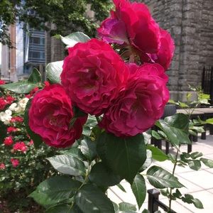 Meet your Posher, Alissa